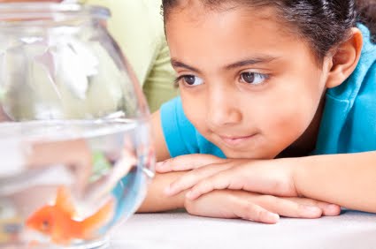 child watching fish year end NAMC montessori practical life activity