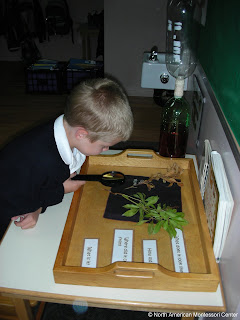child looks at parts of a plant why choose NAMC montessori autonomy 