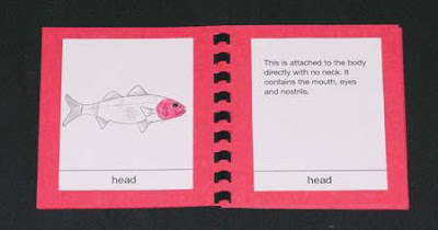 NAMC montessori prepared environment control of error nomenclature cards