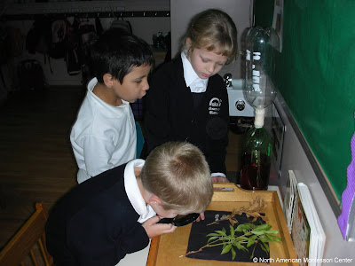 Choosing Right NAMC Montessori School as a Teacher children study botany
