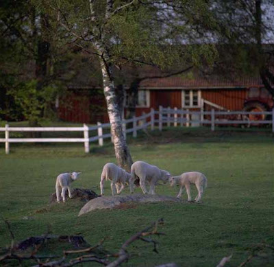 going out NAMC montessori education activity ideas all ages farm animals