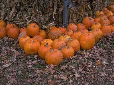 NAMC montessori harvest festival activities vegetables pumpkins