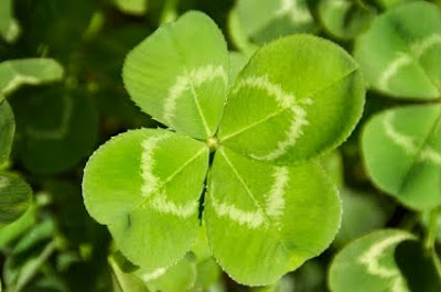 NAMC montessori cooking activities st. patrick's day four leaf clover