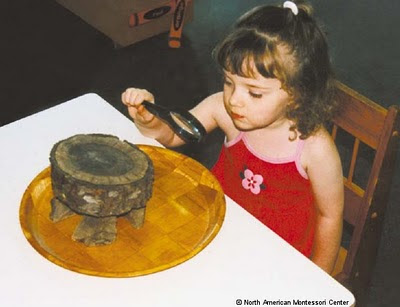 NAMC montessori twos activity presentation observing nature close up girl looking at stump