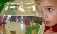NAMC montessori preschool first day boy looking at fish