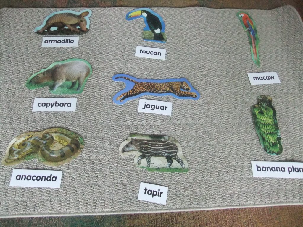 South America animals matched with word labels