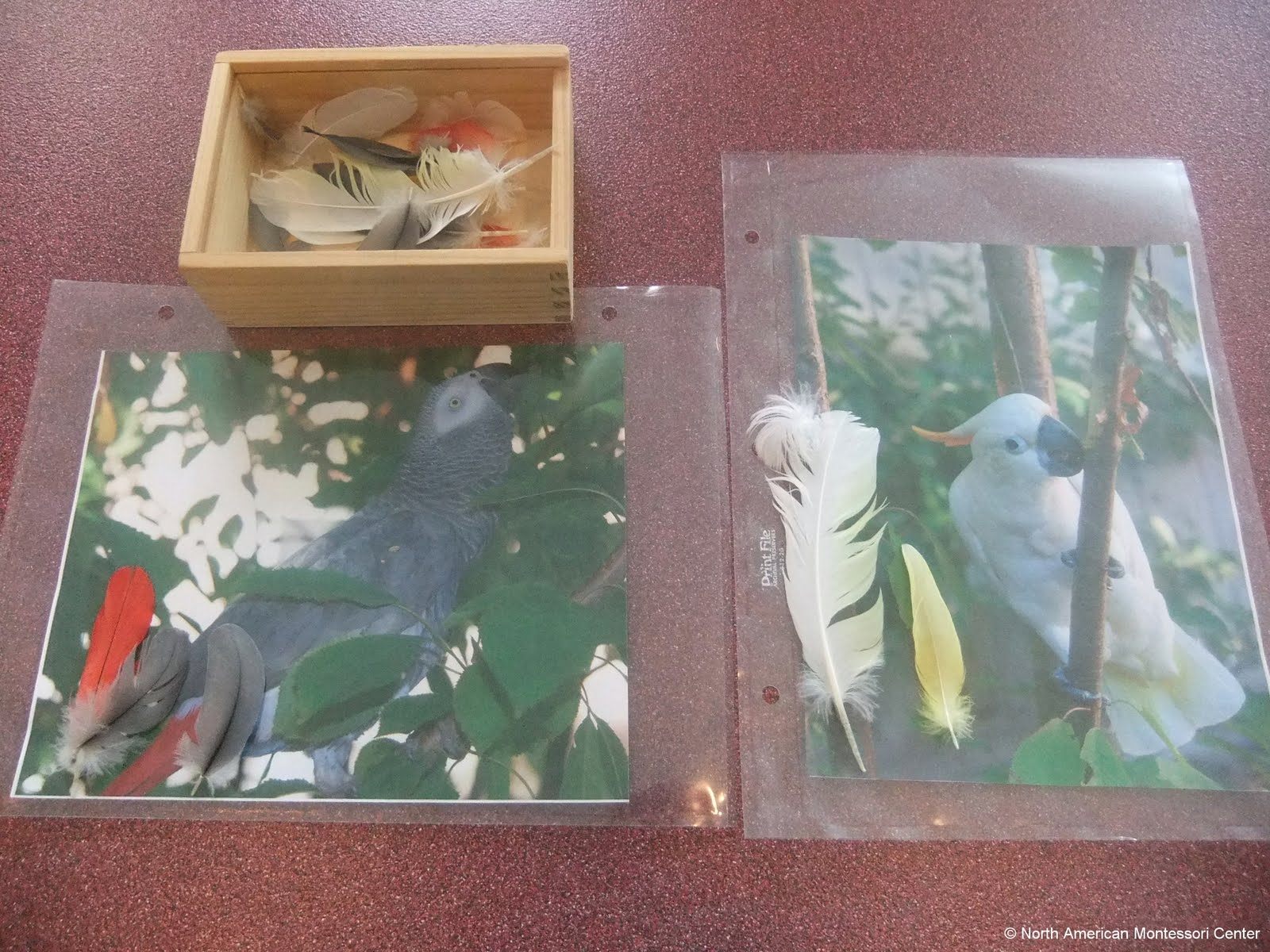 NAMC montessori preschool classroom studying birds feathers pictures
