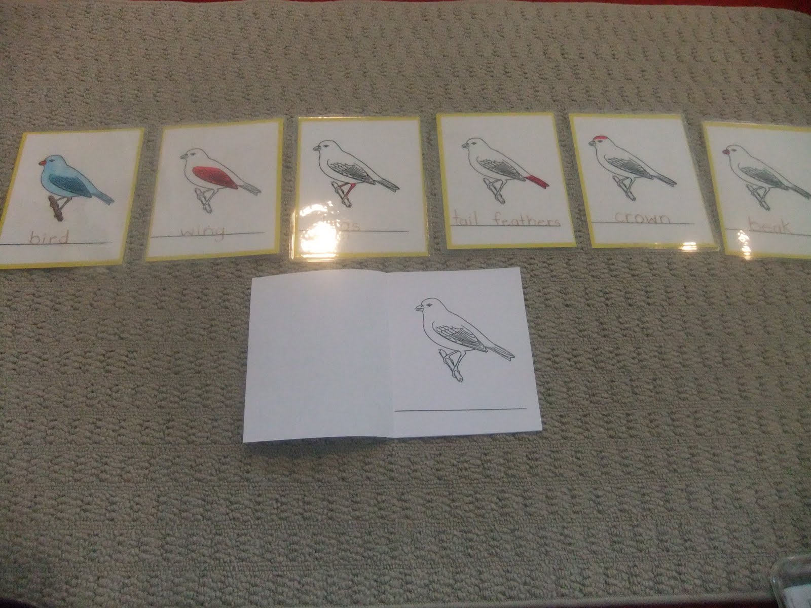 NAMC montessori preschool classroom activities learning about birds bird nomenclature