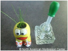 NAMC Montessori Preschool planting activities classroom ceramic duck grass hair