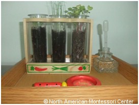 Montessori Preschool planting activities classroom growing sprouts