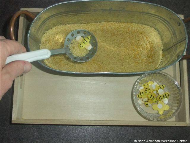 NAMC montessori preschool classroom studying honeybees bees in cornmeal
