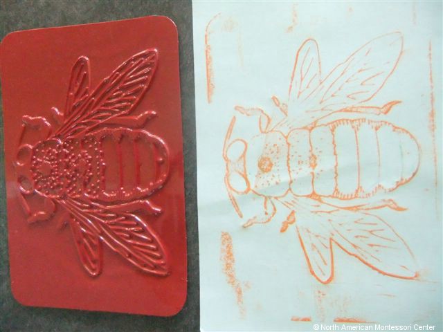 NAMC montessori preschool classroom studying honeybees bee crayon rubbing