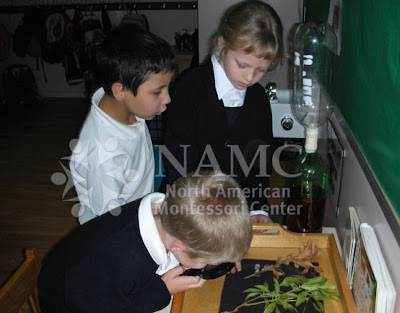 most rewarding NAMC Montessori student language barriers children looking at plants