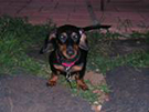 NAMC montessori upper elementary classroom presentations dog