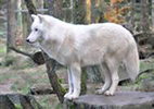 NAMC montessori upper elementary classroom presentations wolf