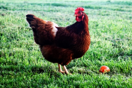 NAMC Montessori going out activity visiting a farm for fall chicken
