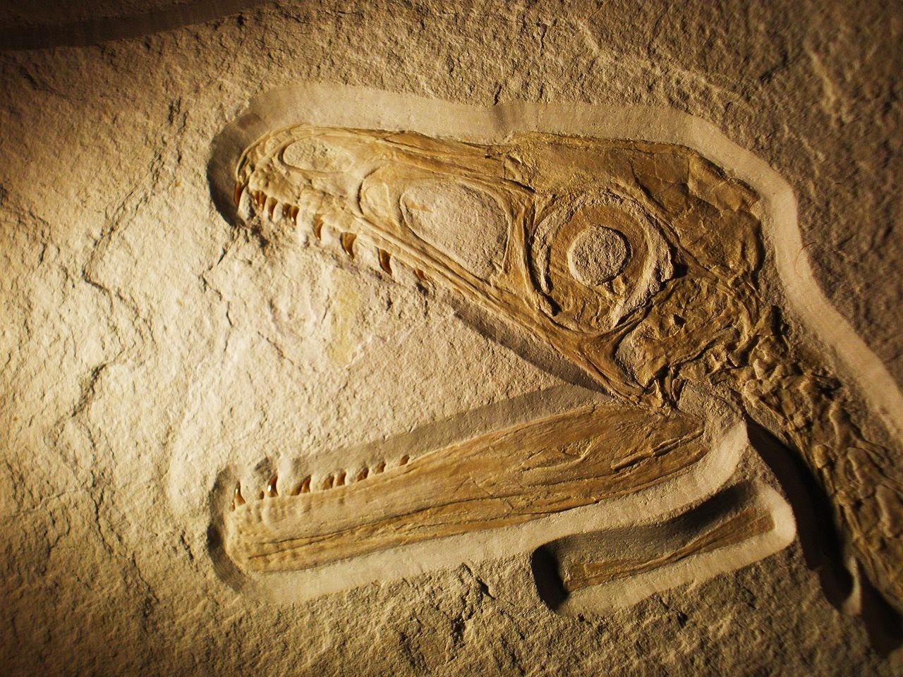 http://upload.wikimedia.org/wikipedia/commons/thumb/8/8a/Xaveropterus_head.jpg/1280px-Xaveropterus_head.jpg http://upload.wikimedia.org/wikipedia/commons/thumb/8/8a/Xaveropterus_head.jpg/1280px-Xaveropterus_head.jpg