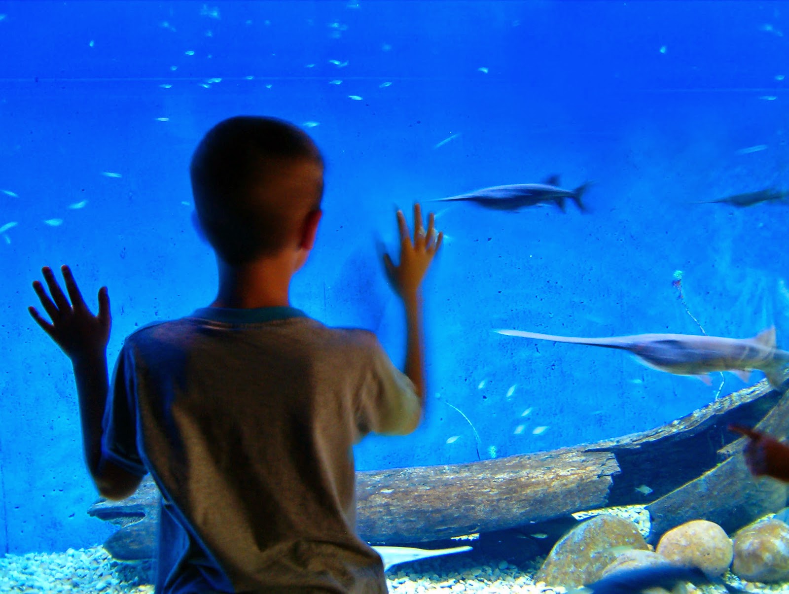 NAMC montessori summer learning ideas follow the child. boy at aquarium