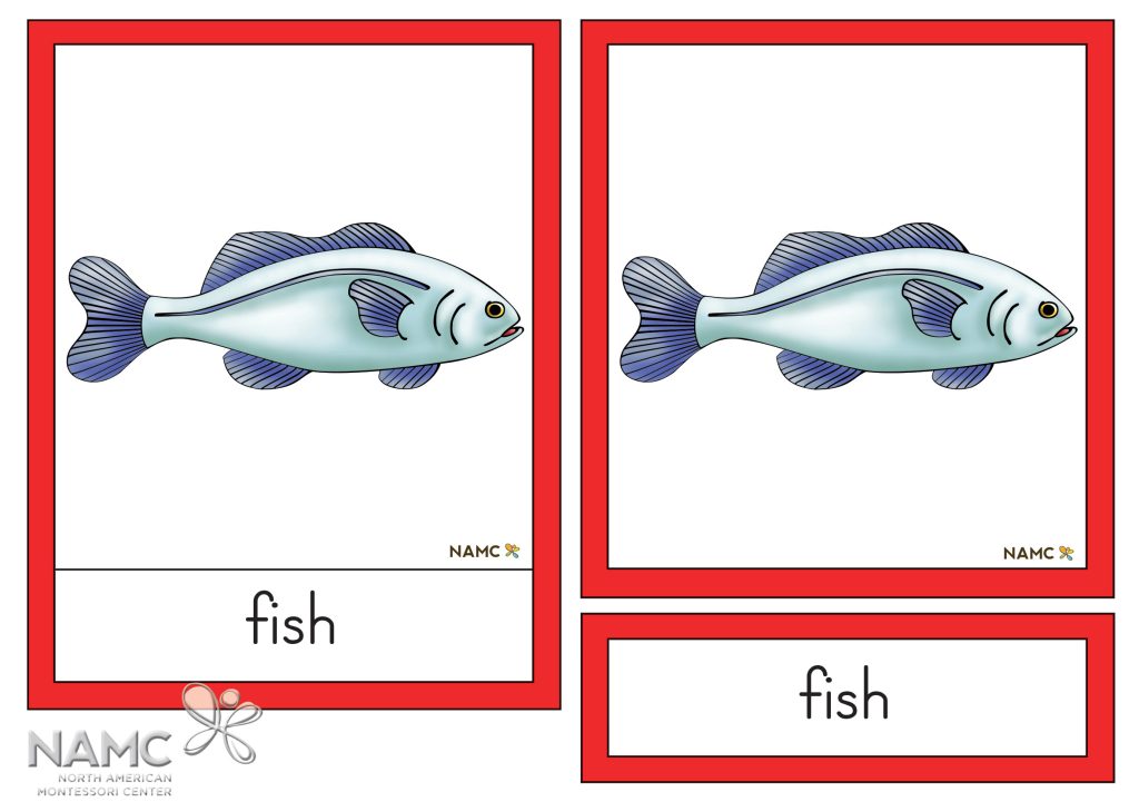 NAMC Fish Nomenclature Card