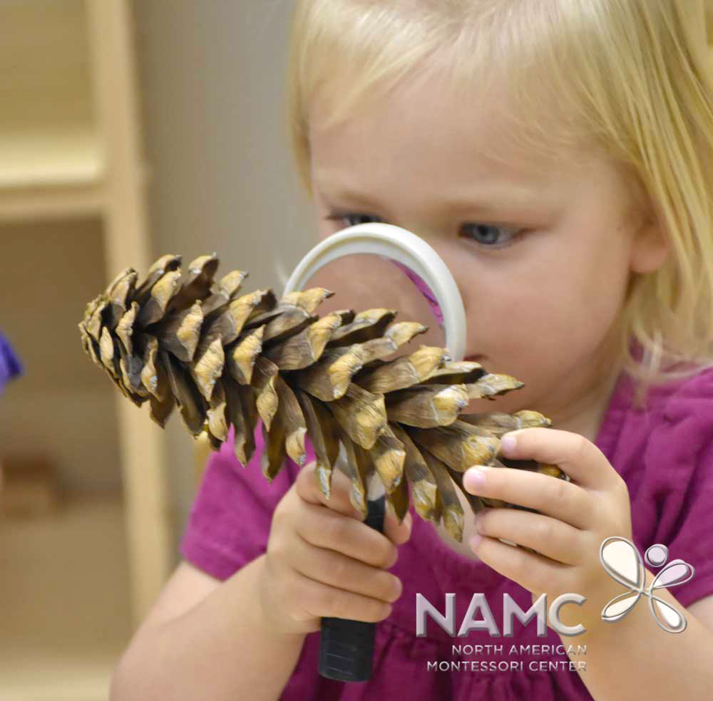 NAMC montessori student looking at pinecone in prepared environment