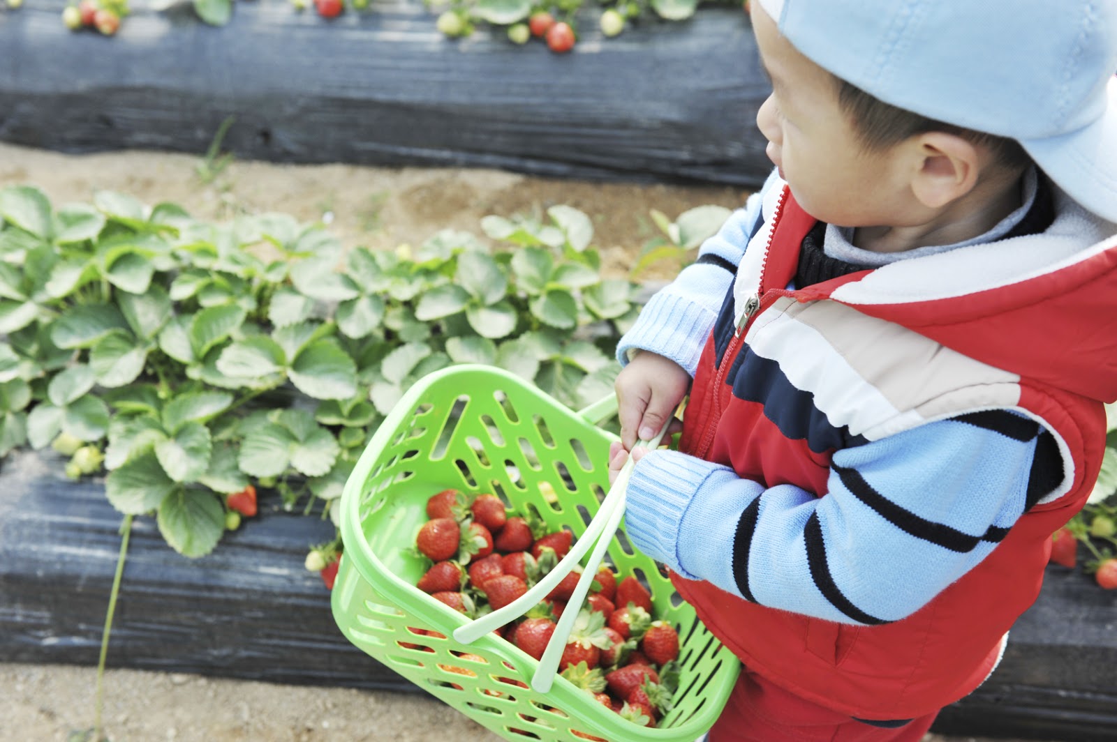 NAMC montessori educating the whole child boy carrying basket of strawberries